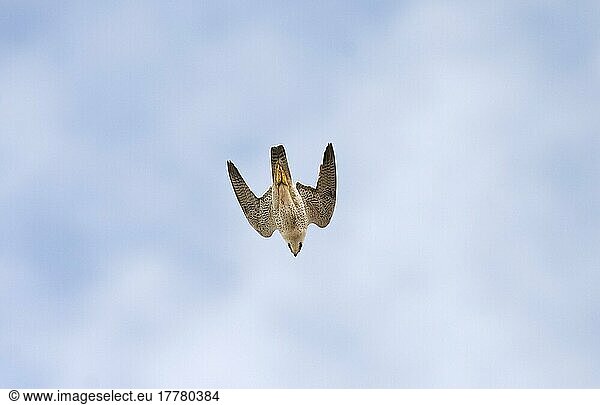 Desert falcon  barbary falcons (Falco pelegrinoides)  falcon  birds of prey  animals  birds  Barbary Falcon adult  in flight  diving