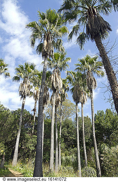 Desert fan palm (Washingtonia filifera)  jardins du Rayol  Var  France
