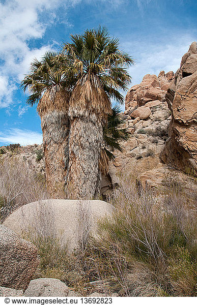 Desert fan palm (Washingtonia filifera)  the only palm tree native to western North America; Joshua Tree National Park  2010.