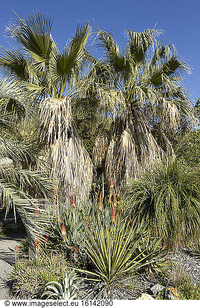 Desert fan palm (Washingtonia filifera)  Yucca  Aloe
