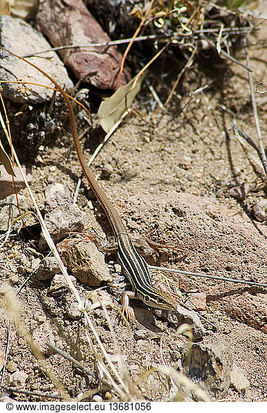 Desert Grassland Whiptail (Cnemidophorus Uniparens) Desert Grassland ...