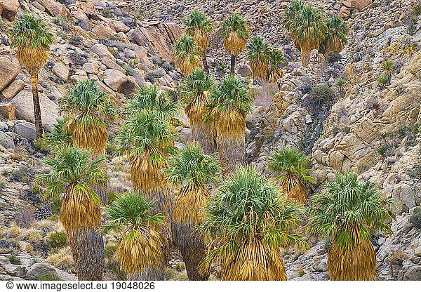 Desert oasis of palm trees located deep within Joshua Tree National Park in Southern California  USA; March 2010.