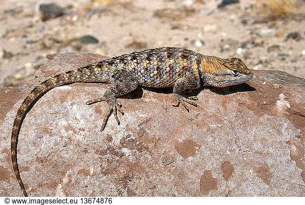 Desert Spiny Lizard Sceloporus Magister Desert Spiny Lizard