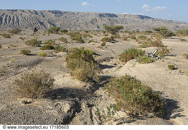 Desert Steppe and Jebel  Sultanate of Oman