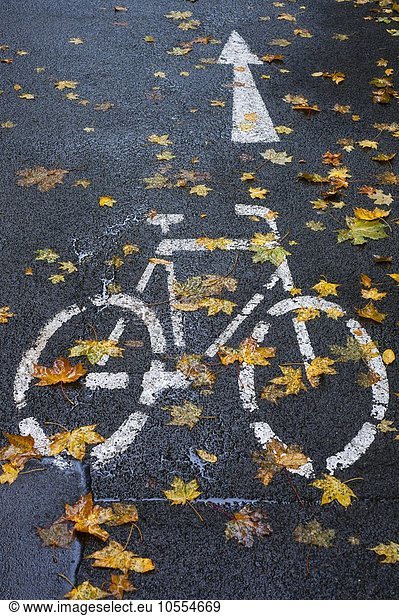 Designated cycle track, rain-slicked with autumn leaves, Bamberg, Upper Franconia, Bavaria, Germany, Europe
