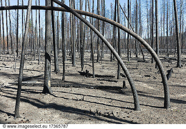 Destroyed and burned forest after extensive wildfire  charred twisted trees