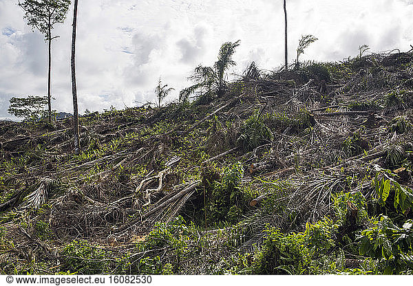 Destruction of the primary forest of Sao Tomé for the establishment of oil palm (Elaeis guineensis) company Agripalma  subsidiary of SocfinAfrique  Village of Monte Mario  Sao Tome and Principe Island