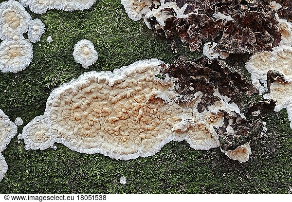 Detached bark fungus  North Rhine-Westphalia (Cylindrobasidium laeve) (Cylindrobasidium evolvens)  detached bark fungus  Germany  Europe