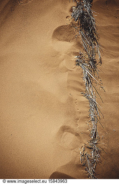 Detail der Wüstenvegetation