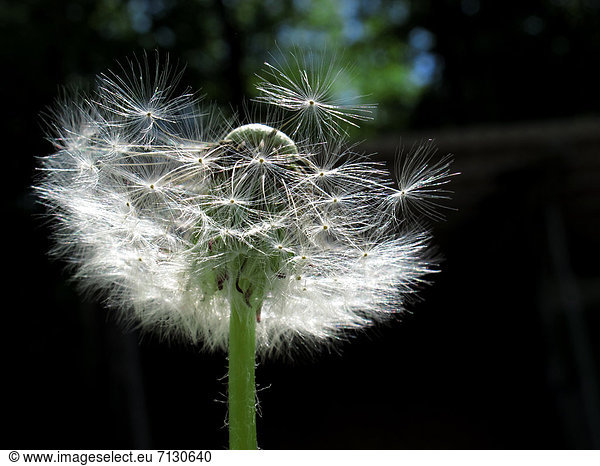 Detail Details Ausschnitt Ausschnitte Blume Pflanze schwarz Hintergrund verwelken Löwenzahn