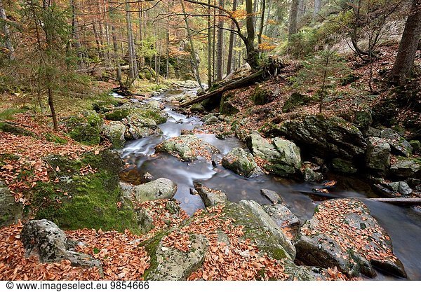 Detail Details Ausschnitt Ausschnitte klein Wald Fluss Herbst Bayern bayerisch Deutschland