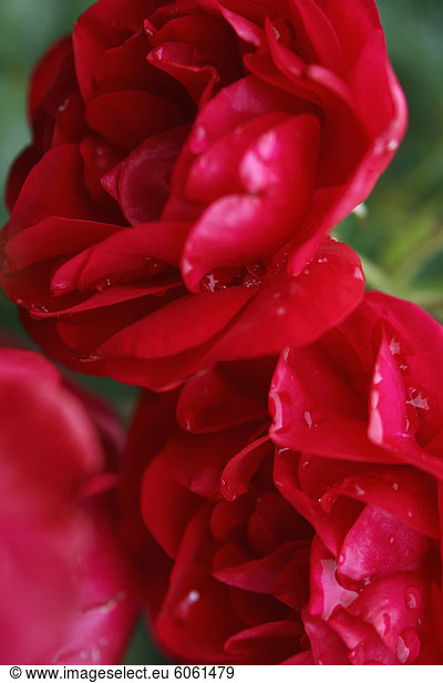 Detail Details Ausschnitt Ausschnitte rot Rose