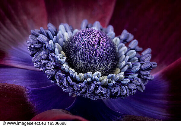 Detail einer violetten Anemone