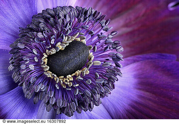 Detail einer violetten Anemone