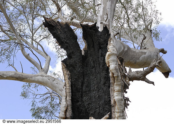 Detail eines brandgeschädigten alten Eukalyptus-Baumes bei Melrose  South Australia  Australien