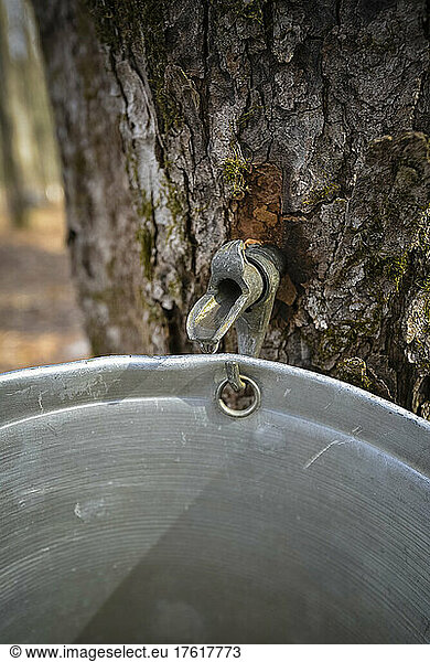 Detail eines Saftes  der aus einem Zapfhahn am Stamm eines Zuckerahorns tropft  der den Saft sammelt; Quebec  Kanada
