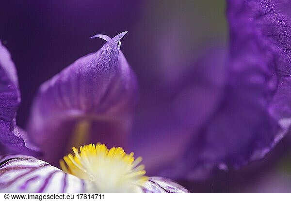 Detail mit Zipfel und Tiefenschärfe einer Sibirische Schwertlilie (Iris sibirica) im Kaiserstuhl  Breisgau  Baden-Württemberg  Deutschland  Europa