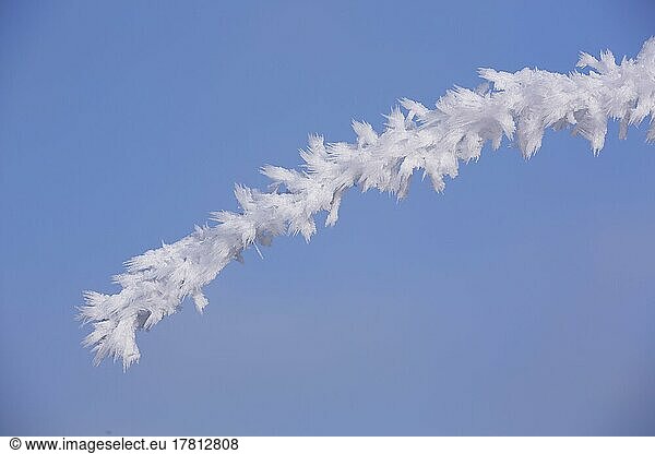 Detail of a branch with thick ice crystals and hoarfrost on the Swabian Alb in Giengen  Baden-Württemberg  Germany  Europe