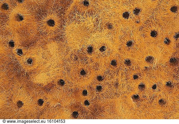 Detail of a communal nest of Sociable Weavers (Philetairus socius) with its numerous chambers. Kalahari Desert  Kgalagadi Transfrontier Park  South Africa.