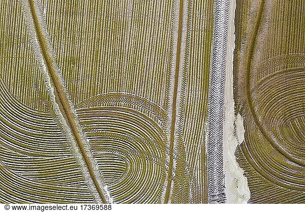 Detail of a flooded rice field in May  the tracks are caused by a tractor sowing rice seeds  aerial view  drone shot  Ebro Delta Nature Reserve  Tarragona province  Catalonia  Spain  Europe