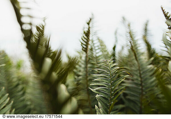 Detail of ferns in coastal Oregon