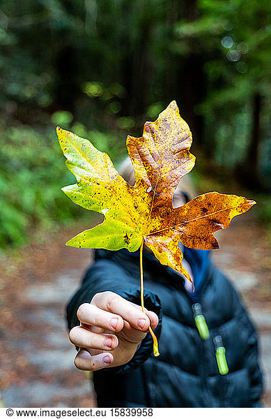 Detail of hand holding large colorful fall leaf by teenager