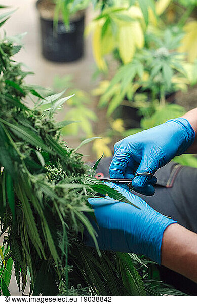 Detail Of Hands Cutting Marijuana Buds.