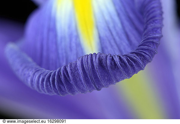 Detail of iris  Iridaceae
