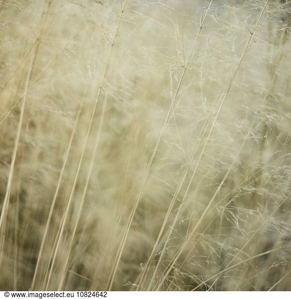 Detail of long grasses moving in the breeze