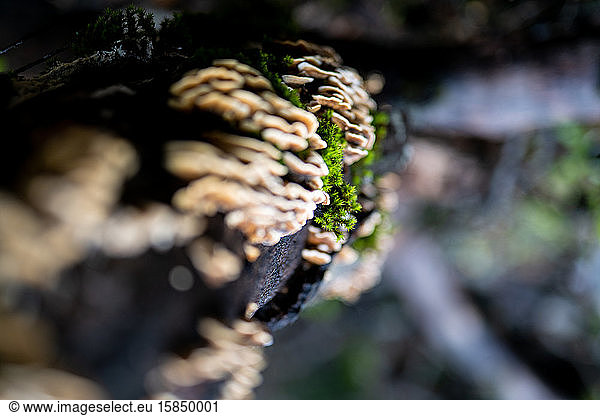 Detail of moss and mushrooms growing on side of tree in the forest