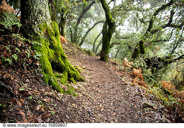Detail of Northern California hillside hiking trail on foggy day