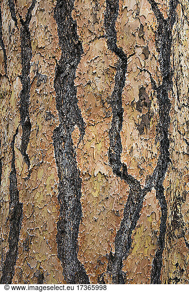 Detail of Ponderosa pine tree bark