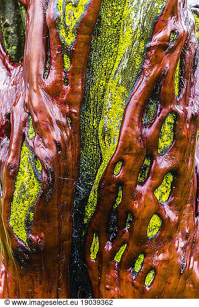 Detail of the manzanita tree Trunk