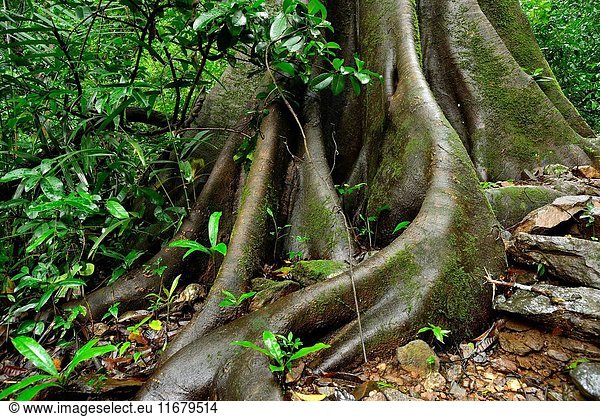Detail of the roots of a tree in Kuskem  Cotigao  Goa  India