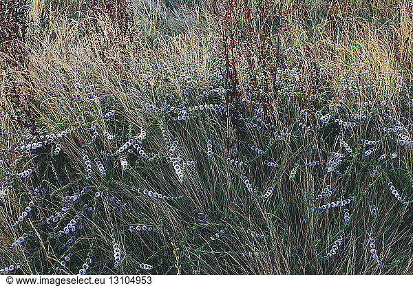 Detail of wildflower meadow and grasses at dawn in a national seashore park in California.