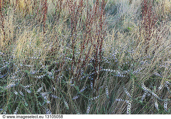 Detail of wildflower meadow and grasses at dawn in a national seashore park in California.