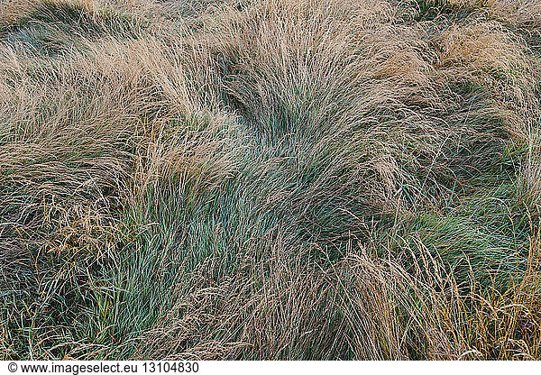 Detail of windswept marsh grasses at dawn in a national park on the coast of California