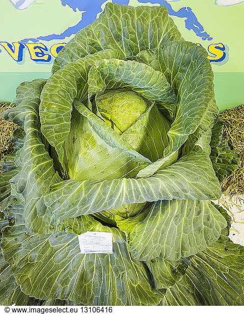 Detail view of a Giant cabbage at the Alaska State Fair; Palmer  Alaska  United States of America