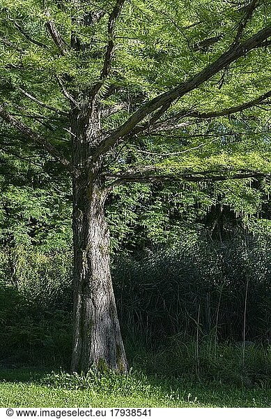 Detailansicht einer Sumpfzypresse (Taxodium distichum) Landkreis Konstanz  Baden-Württemberg  Deutschland  Europa