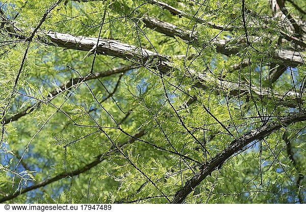 Detailansicht einer Sumpfzypresse (Taxodium distichum) Landkreis Konstanz  Baden-Württemberg  Deutschland  Europa