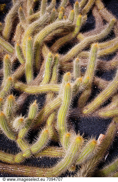 Detailansicht eines Kaktus  Lanzarote  Kanarische Inseln  Spanien  Europa