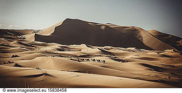 Details of desert with dromedaries