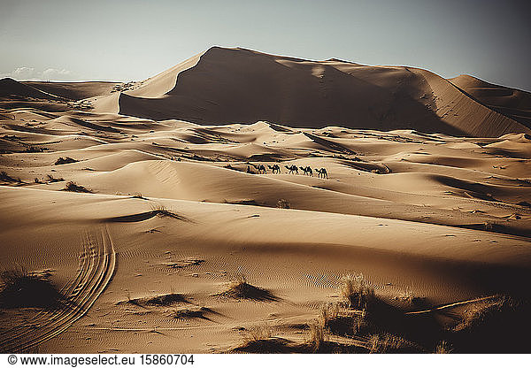 Details of desert with dromedaries