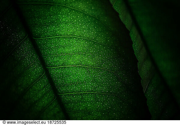 details of green leaves from a lemon tree