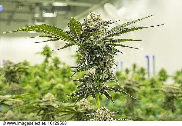 Detroit  Michigan - Cannabisanbau bei Viola Brands  einem von NBA-Veteran Al Harrington gegründeten Unternehmen. Die Einwohner von Michigan stimmten 2008 für die Legalisierung von medizinischem Marihuana und 2018 für die Legalisierung von Freizeitmarihuana.