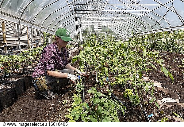 Detroit  Michigan - Ein Arbeiter beschneidet Tomatenpflanzen im Featherstone Garden  einem nicht zertifizierten Bio-Garten im Detroiter Stadtteil Morningside. Da die wichtigsten Kunden  die örtlichen Restaurants  wegen der Coronavirus-Pandemie geschlossen sind  verkauft der Garten seine Produkte direkt an die Anwohner.