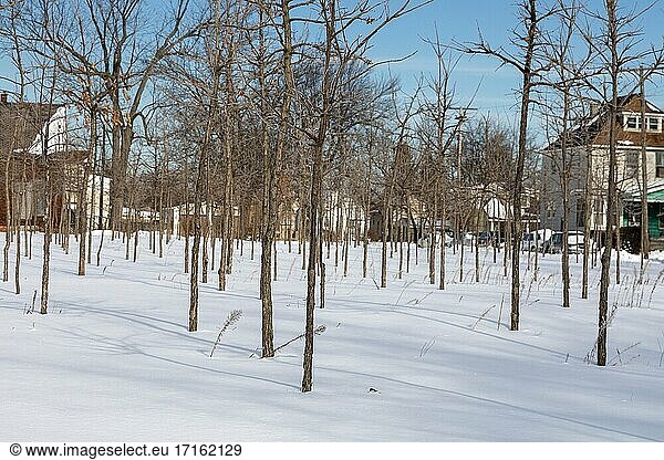 Detroit  Michigan - Trees in winter  part of the Hantz Woodlands tree farm. The vast amount of empty land in Detroit has allowed the company  with volunteers  to plant 25 000 trees on the city's east side.