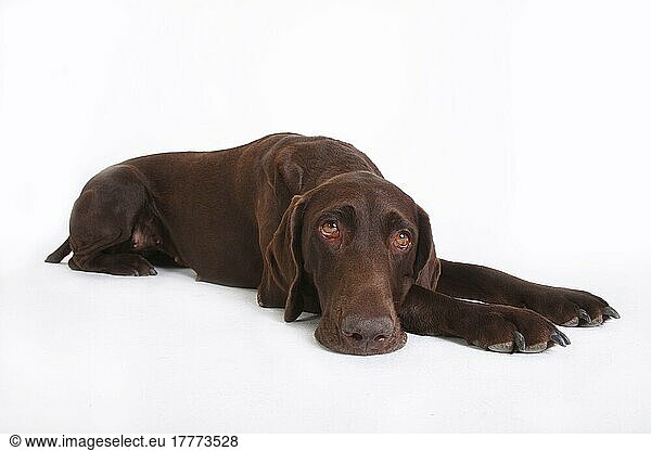 Deutsch Kurzhaar  Hündin  5 Jahre  Deutscher Kurzhaariger Vorstehhund