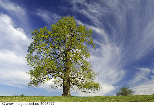 Deutsche Eiche (Quercus robur) im Frühling
