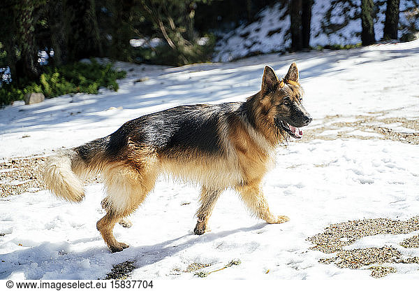 Deutscher Schäferhund spielt im verschneiten Berg